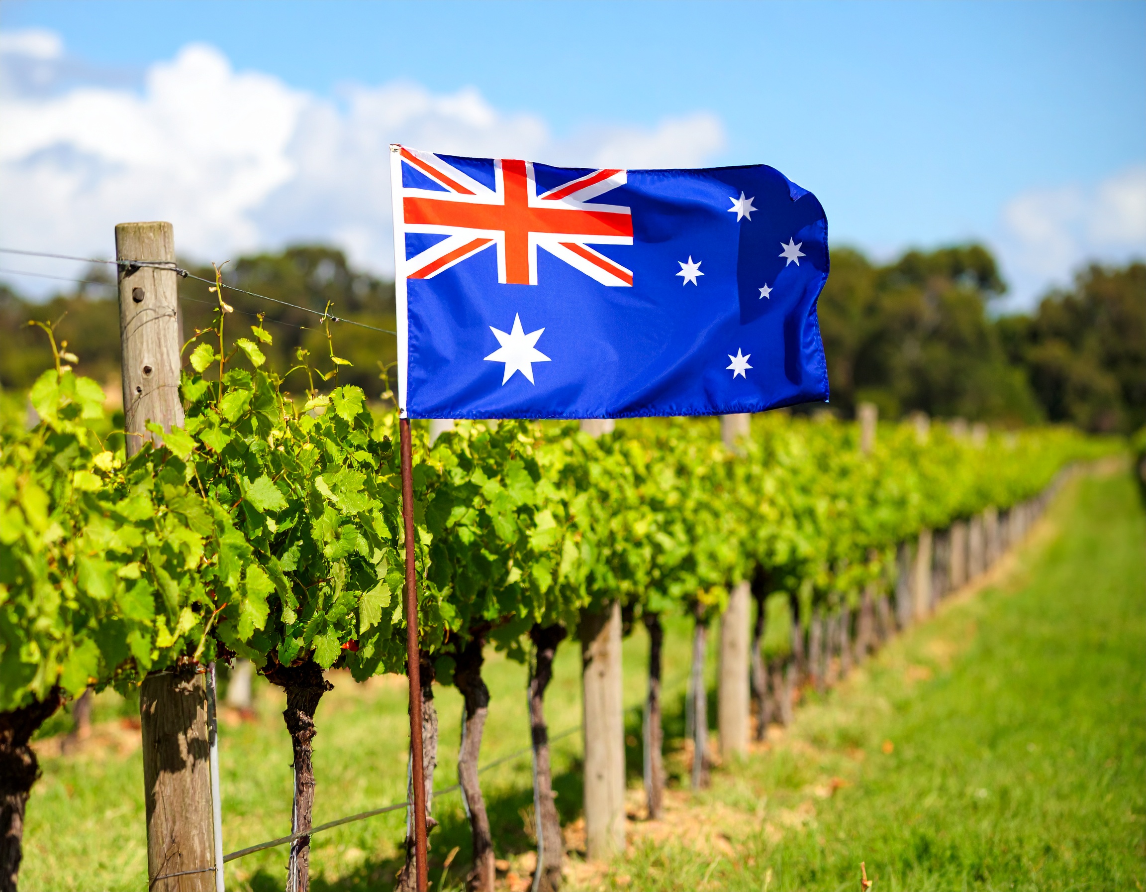 Firefly_Australian Vineyard with Flag of Australia in background. I need a featured image for 3616