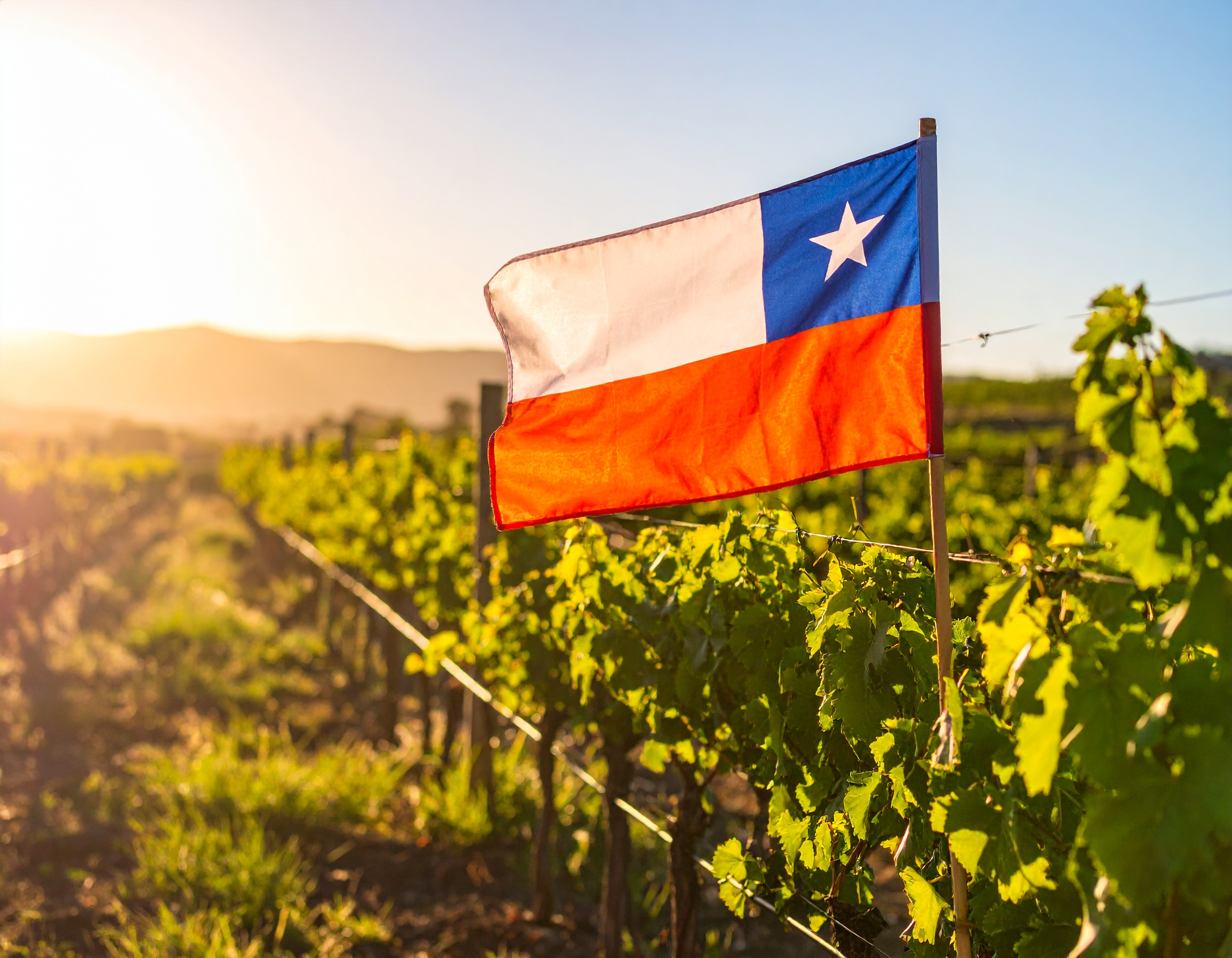Firefly_Picture for blog post, sunset time, evening sky, Chilian Vineyard with chile flag in 347960 (1)